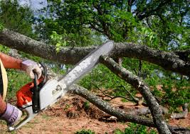 Professional  Tree Services in First Mesa, AZ